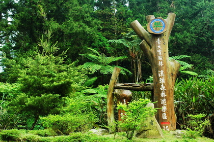 溪頭森林遊樂區