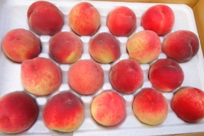 清境以馬內利~水蜜桃成熟時 清境以馬內利~水蜜桃成熟時