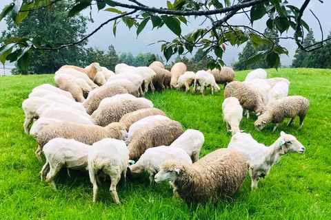 清境農場暫停營業公告